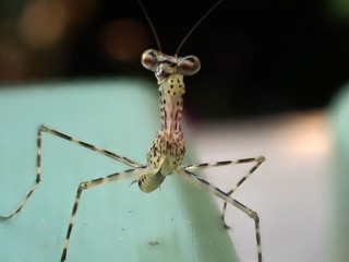 Praying mantis